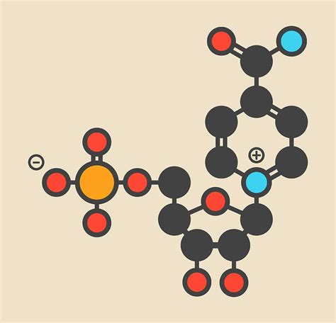 Nicotinamide Mononucleotide Molecule Photograph by Molekuul/science ...