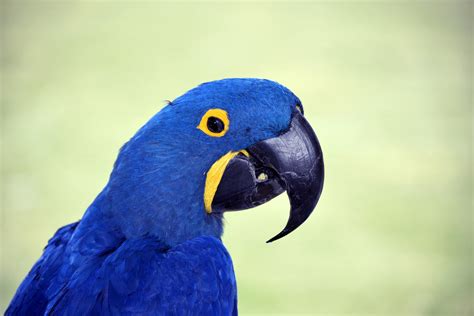 Blue Macaw Bird Free Stock Photo - Public Domain Pictures