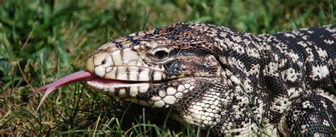 tegu - Google Search | Tegu, Lizard, Animals