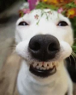 Smiling Dog | Smiling animals, Cute dogs, Funny animals