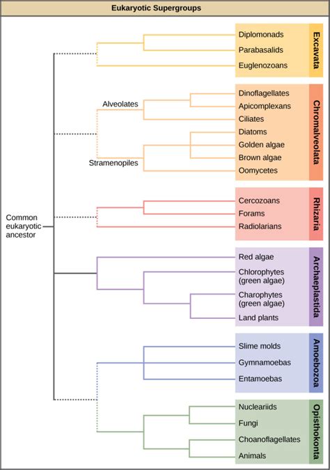 Gruppen von Protisten / Biologie für Majors II | McStan's Blog