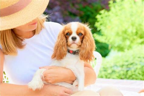 Best Cavalier King Charles Spaniel Rescues for Adoption (2024)