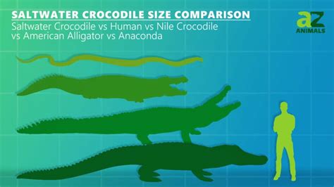 Saltwater Crocodile Size Comparison: Their Size vs. Humans - A-Z Animals