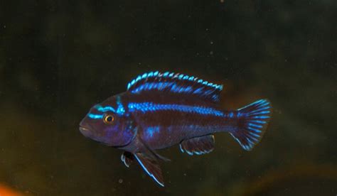 Electric Blue Johanni Cichlid Care Guide - Your Aquarium Place