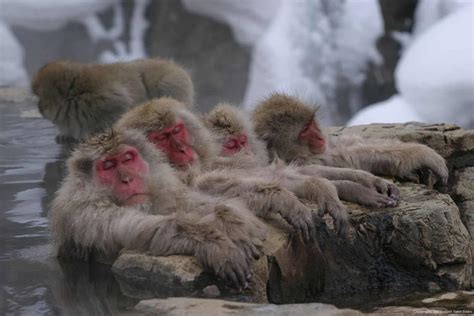 The Ultimate Guide to Japanese Snow Monkeys - Hakuba