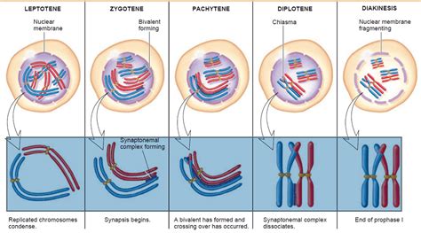 Prophase in mitosis and meiosis (Prophase 1 and 2)