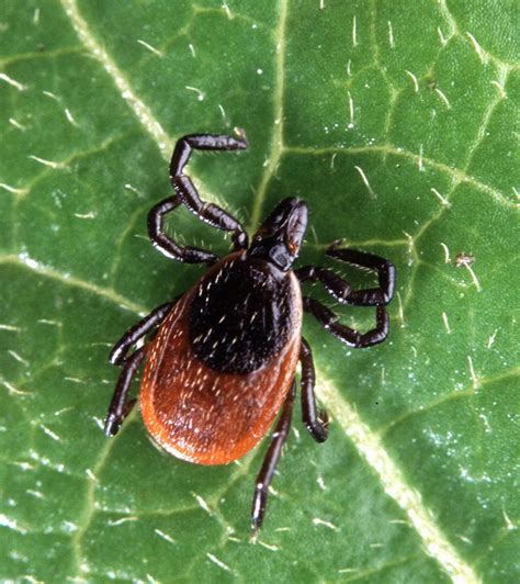 Deer Ticks - Facts: Size, Location, Identification, Removal