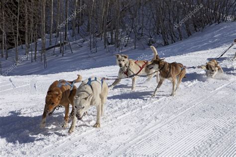 Dog Sled Team In Training — Stock Photo © searagen #7572228