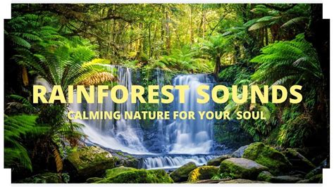 Rainforest Sounds (Relaxing Nature) - Soothing Water Sounds - [2020 ...