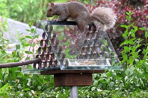 10 Brilliant DIY Squirrel-Proof Bird Feeder Ideas - Garden Lovers Club