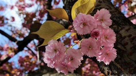 Bonn's cherry blossoms: A social media hit – DW – 04/08/2022