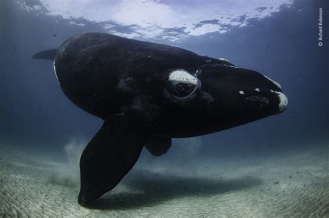 Wildlife Photographer of the Year: The southern right whales' song of ...