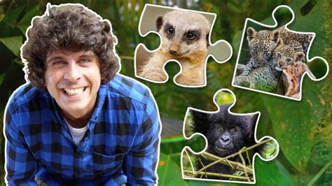 Andy's Baby Animals Jigsaw - CBeebies - BBC