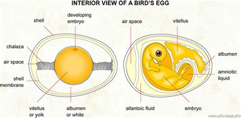 Chicken Embryo Development - Candling Eggs during Incubation