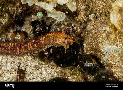 Giant Sea Worm, Eunice aphroditois Stock Photo - Alamy