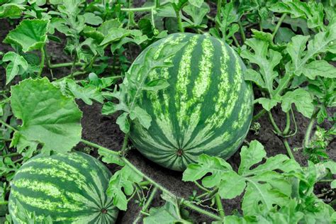 What is the Lowest Temperature Watermelon Plants Can Tolerate | Foliar ...