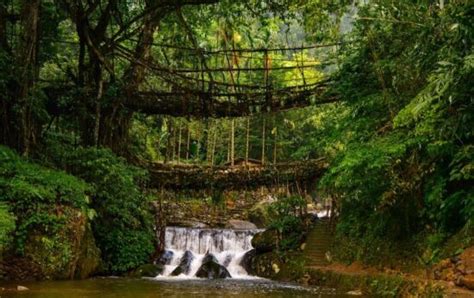 Double Decker Living Root Bridge: Nature's Marvel of Meghalaya ...