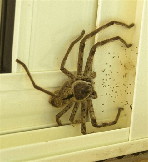 Melbourne woman finds pregnant Hunstman spider in her Woolworths grapes ...