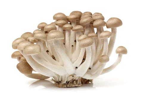 Beech Mushrooms: A Complete Guide