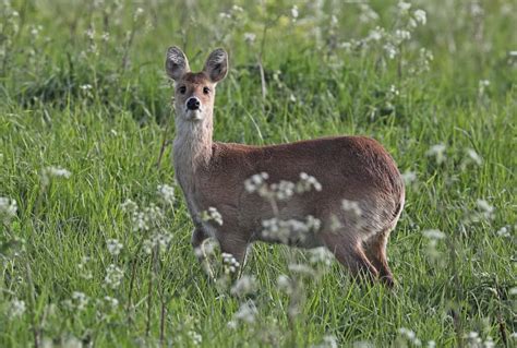 Female Deer Name and Behavior Explained