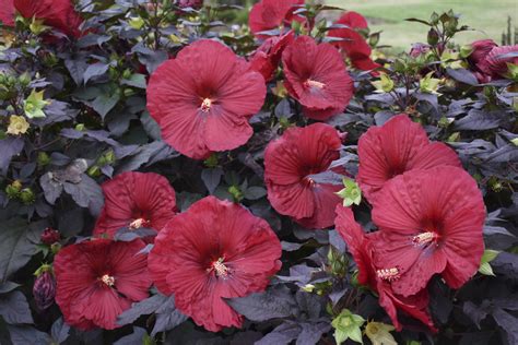 Perennial of the Month: Hardy Hibiscus - Sylvan Nursery