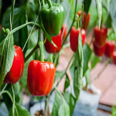 Growing Bell Peppers : How to Grow Bell Peppers Indoors from Seeds