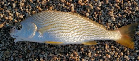 Yellowfin Croaker | Mexico Fish, Flora & Fauna