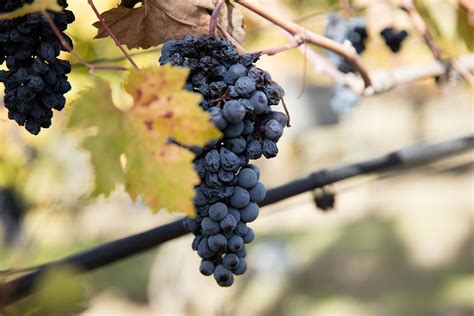 Red grapes on a vine | www.winecountry.com You are free to: … | Flickr