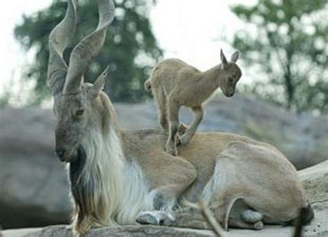 Markhor Goat Species Makes Comeback In Pakistan – Asian Scientist Magazine