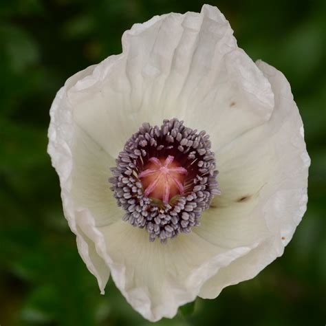 Peace Poppy | The White Poppy has been the symbol of the Pea… | Flickr