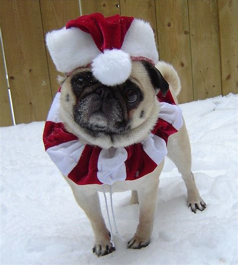 Santa Pug | Pug christmas, Pugs and kisses, Cute pugs