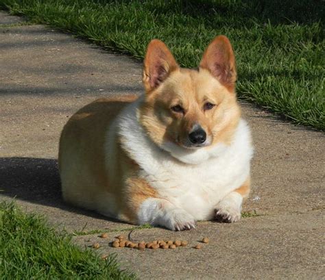 20 Corgi Pictures That Show Corgis Are The Best Dogs Ever