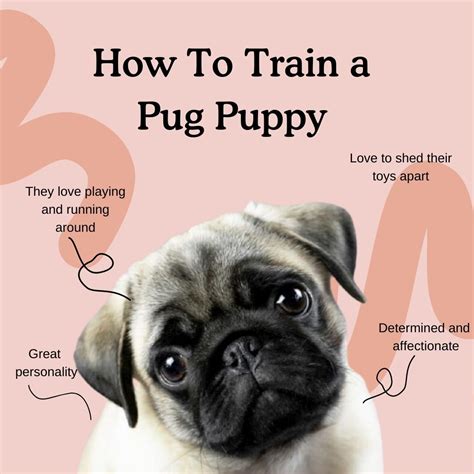 How to Train a Pug Puppy: 8 Week Guide - Zigzag