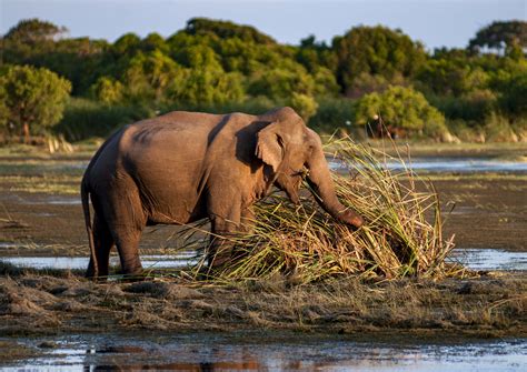 Beat the crowds at these Sri Lankan national parks - Lonely Planet