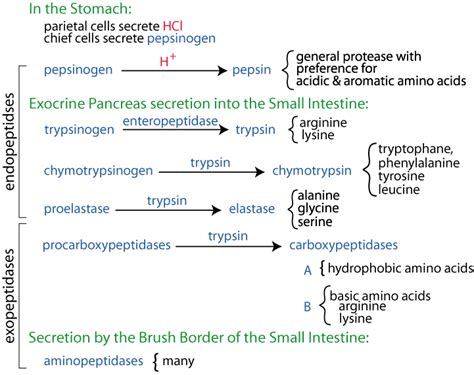 AMINO ACID METABOLISM : DIGESTION / ABSORPTION