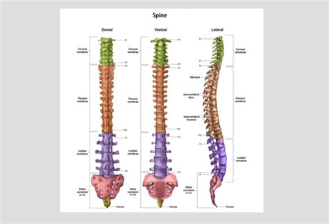 Thoracic Vertebrae Anatomy