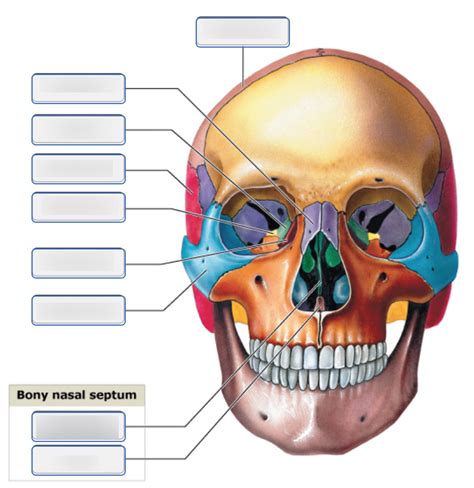 Bones of the Adult Skull, Anterior View Part 1 Diagram | Quizlet