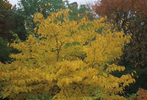 Hamamelis virginiana | Common Witch Hazel | Ancient Roots Native Nursery