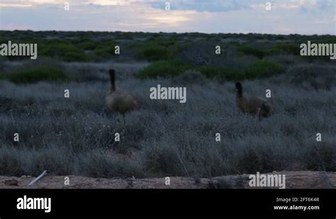 Emu running Stock Videos & Footage - HD and 4K Video Clips - Alamy