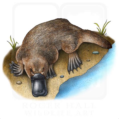 Duck-Billed Platypus - Signed Fine Art Print - inkart