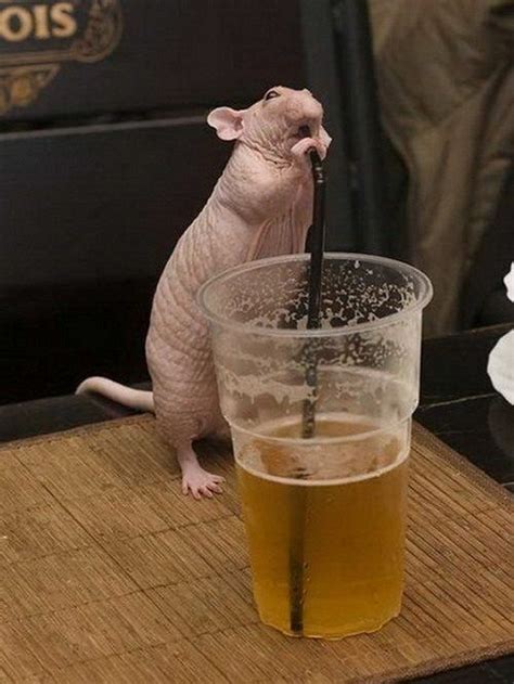 rat drinking beer (With images) | Cute rats, Pet rats, Funny animals