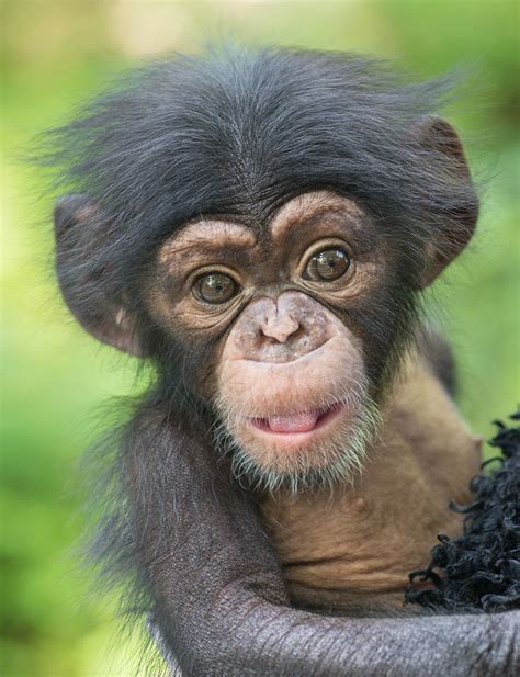 L.A. Zoo Welcomes Two Baby Chimpanzees | Djurungar, Djur och husdjur ...