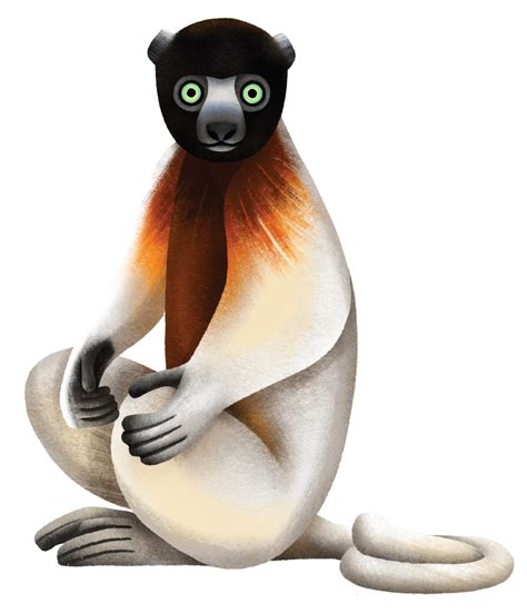 Lemur Fact Sheet: Crowned Sifaka – Lemur Conservation Network