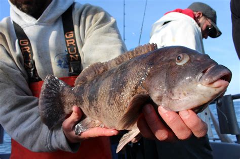 10 Tips to Catch More Tautog | FishTalk Magazine