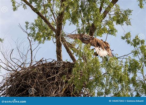 White Tailed Eagle Nest in Danube Delta , Romania Wildlife Bird ...