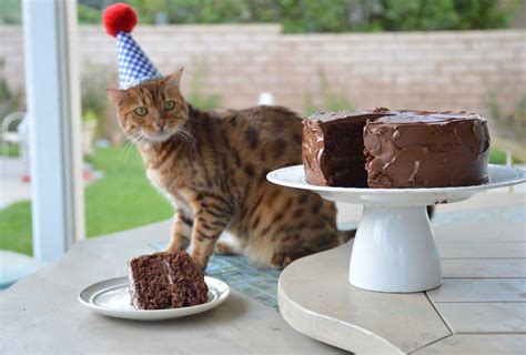 19 Purr-Fect Cat Birthday Party Ideas | Shutterfly