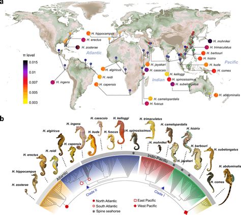 Genetic diversity and phylogenetic relationships of 358 seahorse ...