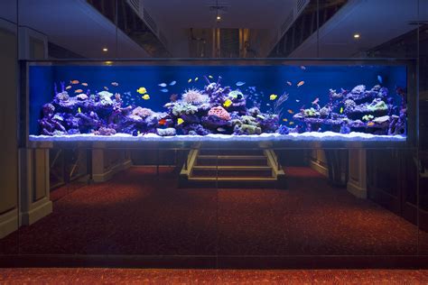 Custom Under Stairs Aquarium - Aquarium Architecture