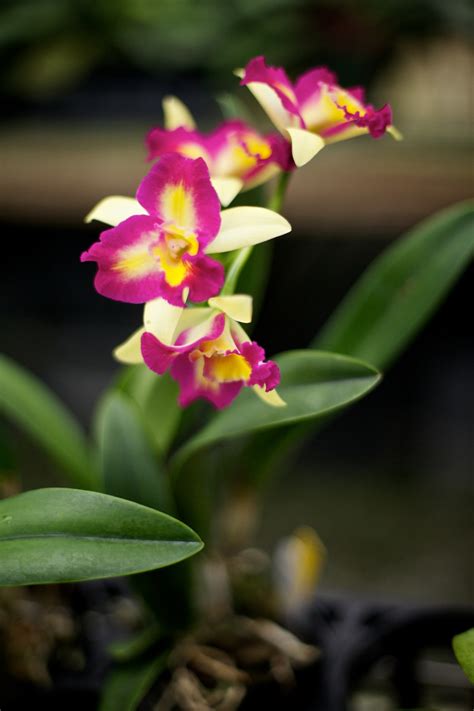 C-VILLE Weekly | Tropical treat: A beginner’s guide to growing orchids