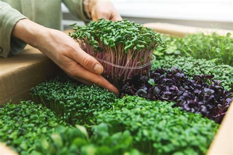 What are microgreens? - Plantura